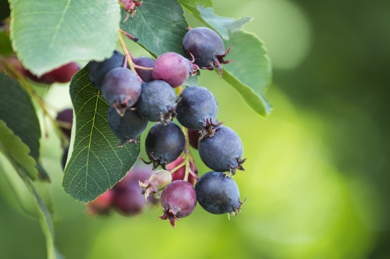 Beeren einer Felsenbirne