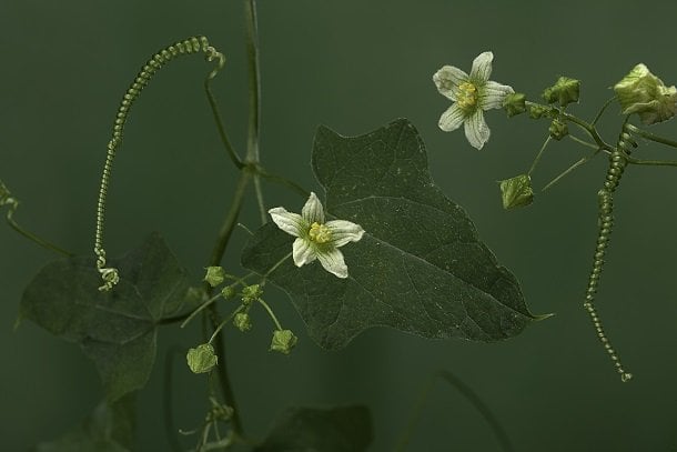 Bryonia (Zaunrübe)