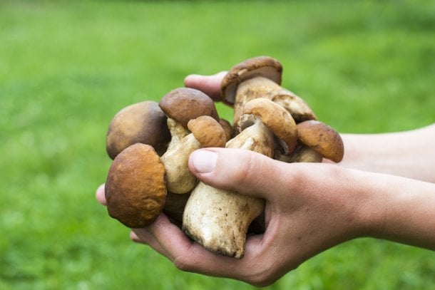 Steinpilze punkten mit Mineralstoffen