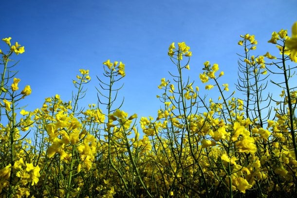 Rapsöl als Vitamin-E-Lieferant