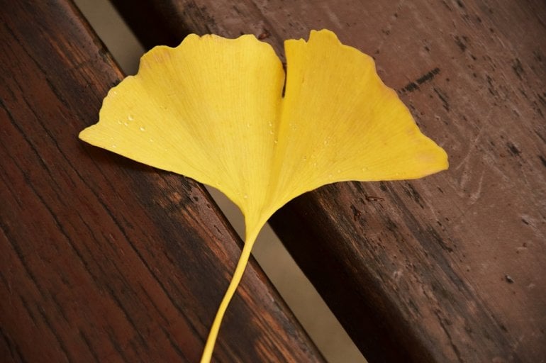 Ginkgo-Blatt