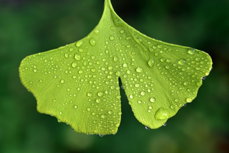 Ginkgo-Blatt