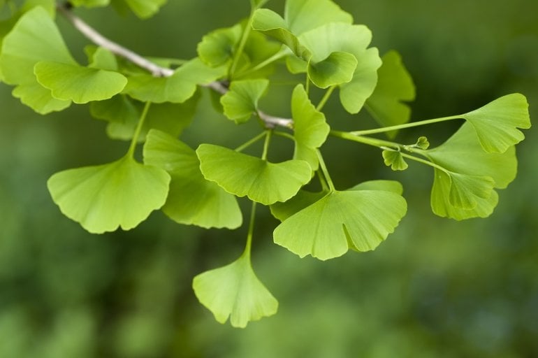 Ginkgo