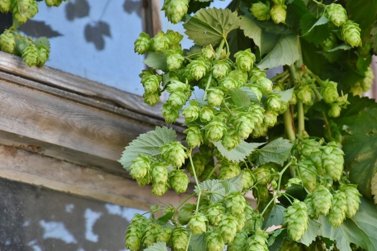 Hopfen