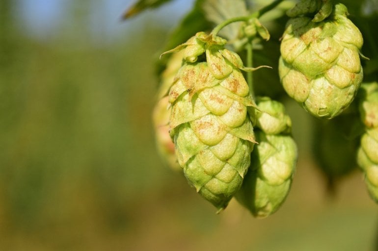 Hopfen