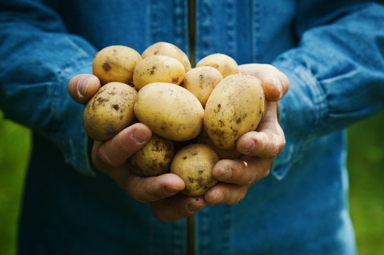 Hände halten Kartoffeln