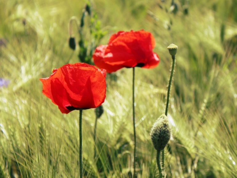 Klatschmohn