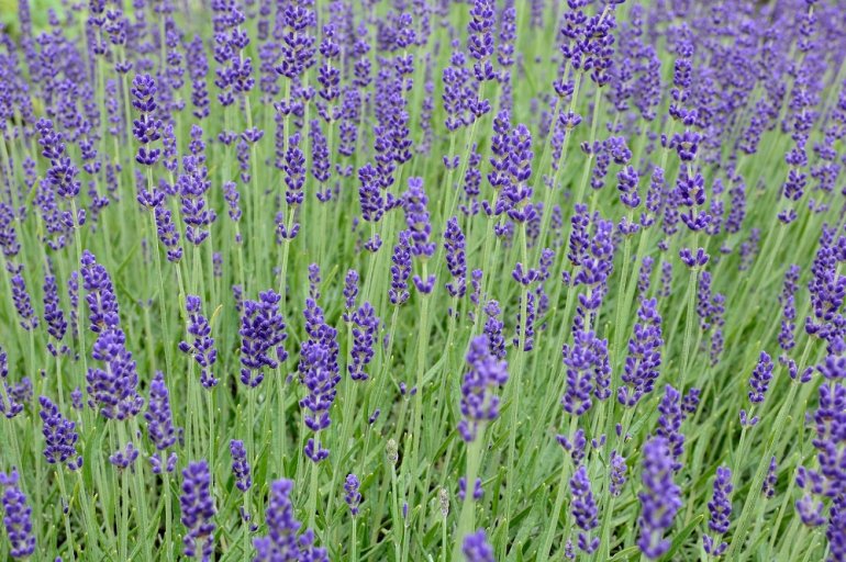 Lavendel