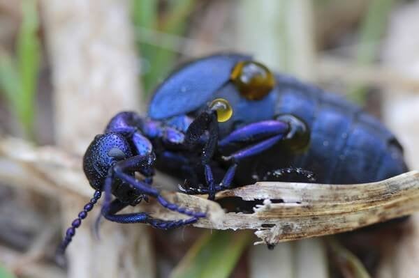 schwarzblauer Ölkäfer mit giftigem Öl an den Beinen