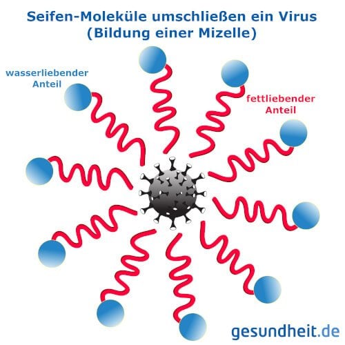 Schematische Darstellung der Funktion von Seife und Bildung einer Mizelle (Infografik)