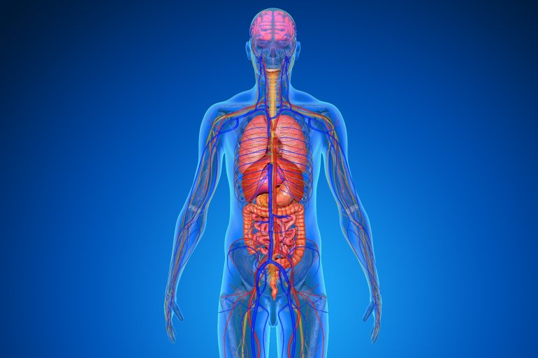 Anatomie eines Menschen