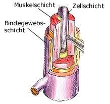 Arterie (anatomische Illustration)