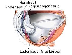 Augapfel (anatomische Illustration)