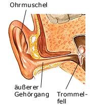 Außenohr (anatomische Illustration)