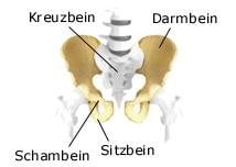 Becken (anatomische Illustration)