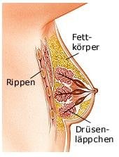 Brust (anatomische Illustration)