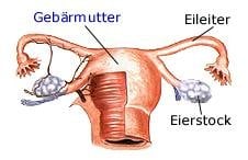 Eierstöcke (anatomische Illustration)