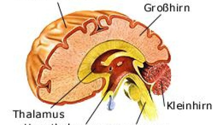 Gro Hirn Anatomie Lexikon Gesundheit De