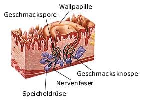 Geschmacksknospen (anatomische Illustration)