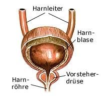 Harnwegssystem (anatomische Illustration)