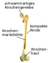 Knochen (anatomische Illustration)