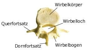 Lendenwirbel (anatomische Illustration)