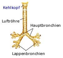 Luftröhre (anatomische Illustration)