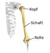 Oberarm (anatomische Illustration)