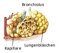 Sauerstofftransport (anatomische Illustration)