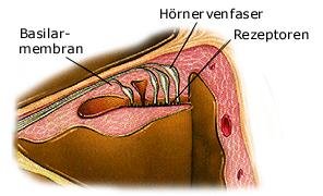 Schnecke im Ohr (anatomische Illustration)