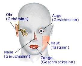 Sinnesorgane (anatomische Illustration)