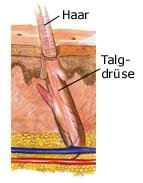 Talgdrüse (anatomische Illustration)