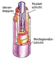 Vene (anatomische Illustration)