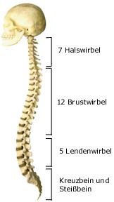 Wirbelsäule (anatomische Illustration)